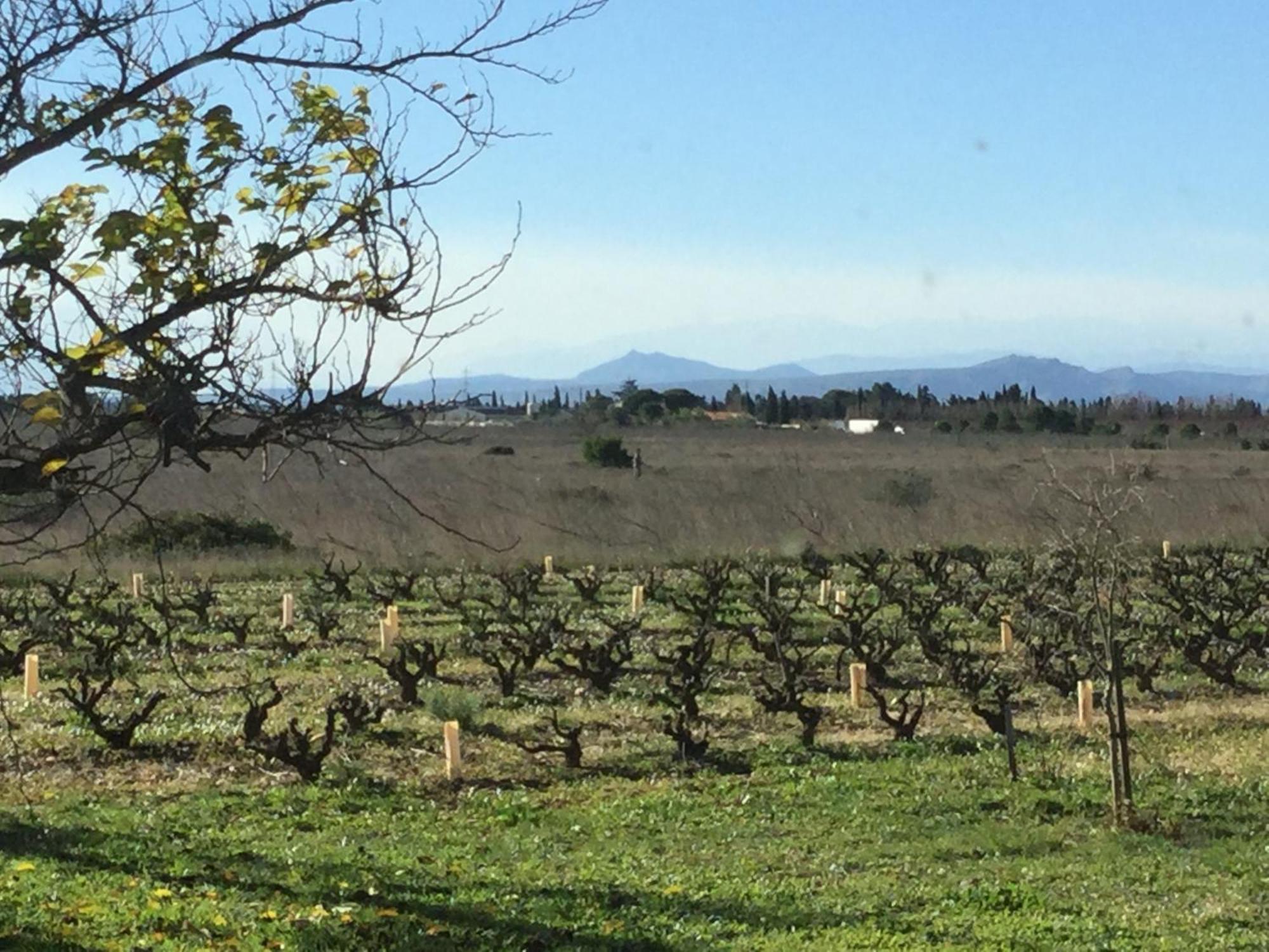 Saint-Hippolyte  Mas Soleil Et Vignes Bed & Breakfast エクステリア 写真